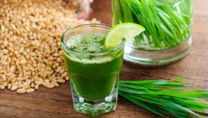 Wheatgrass Juice Recipe - Medicinal Properties and Uses