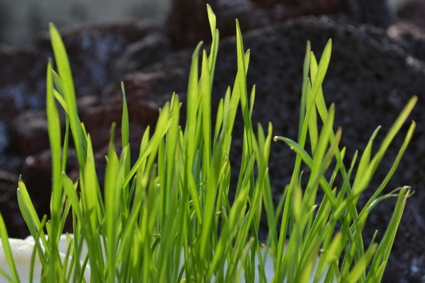 wheatgrass-benefits